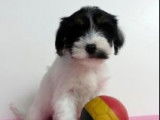 Terrier Tibétain à vendre