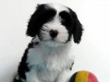 Terrier Tibétain à vendre