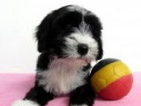 Terrier Tibétain à vendre
