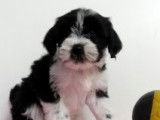 Terrier Tibétain à vendre