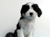 Terrier Tibétain à vendre
