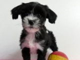 Terrier Tibétain à vendre