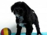 Terrier Tibétain à vendre