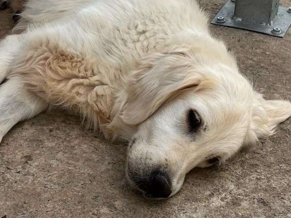 À l'achat : une chienne Golden Retriever sable LOF de 6 ans