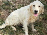 À l'achat : une chienne Golden Retriever sable LOF de 6 ans