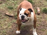 Une chienne Bulldog Anglais fauve LOF de 4 ans à acheter