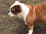 Une chienne Bulldog Anglais fauve LOF de 4 ans à acheter