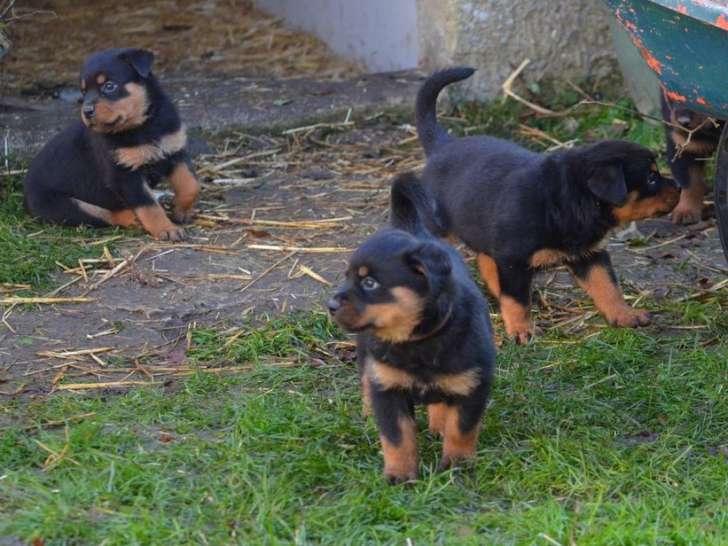 2 chiots Rottweilers LOF femelles disponibles à l'achat