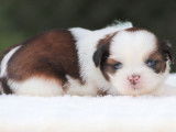 Réservation de 4 chiots Shih Tzus tricolores LOF