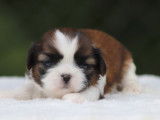 Réservation de 4 chiots Shih Tzus tricolores LOF