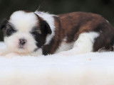 Réservation de 4 chiots Shih Tzus tricolores LOF