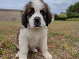 Disponibles à l'achat : 3 chiots Saint-Bernards non LOF à poil court