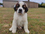 Disponibles à l'achat : 3 chiots Saint-Bernards non LOF à poil court