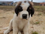 Disponibles à l'achat : 3 chiots Saint-Bernards non LOF à poil court