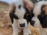 Disponibles à l'achat : 3 chiots Saint-Bernards non LOF à poil court