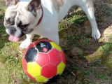 Bouledogue Fran&ccedil;ais disponible pour saillie