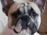 Bouledogue Fran&ccedil;ais disponible pour saillie