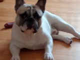 Bouledogue Fran&ccedil;ais disponible pour saillie