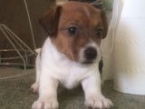 6 chiots Jack Russells disponibles &agrave; la vente (LOF)