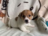 6 chiots Jack Russells disponibles &agrave; la vente (LOF)