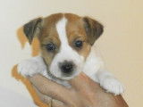 6 chiots Jack Russells disponibles &agrave; la vente (LOF)