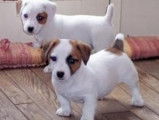 6 chiots Jack Russells disponibles &agrave; la vente (LOF)