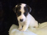 6 chiots Jack Russells disponibles &agrave; la vente (LOF)