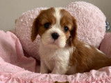 À acheter : 3 chiots, 2 femelles, 1 mâle, Cavaliers King Charles LOF