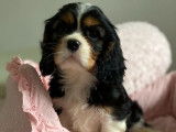 À acheter : 3 chiots, 2 femelles, 1 mâle, Cavaliers King Charles LOF