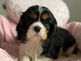 À acheter : 3 chiots, 2 femelles, 1 mâle, Cavaliers King Charles LOF