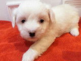 Un chiot femelle Coton de Tuléar LOF disponible à la réservation