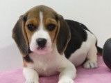 Chiots Beagle à vendre