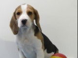 Chiots Beagle à vendre