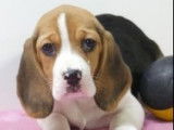 Chiots Beagle à vendre