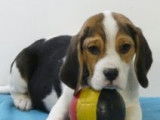 Chiots Beagle à vendre