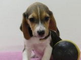 Chiots Beagle à vendre
