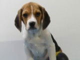 Chiots Beagle à vendre
