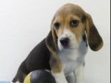Chiots Beagle à vendre