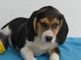 Chiots Beagle à vendre