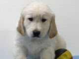 Chiots Golden Retriever à vendre