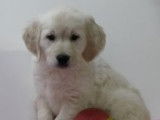 Chiots Golden Retriever à vendre