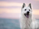 Berger Blanc Suisse pour saillie