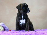 Dynamiques chiots Boxer pedigree FCI disponibles : deux femelles et deux m&acirc;les
