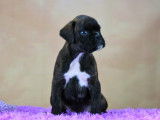 Dynamiques chiots Boxer pedigree FCI disponibles : deux femelles et deux m&acirc;les
