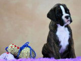 Dynamiques chiots Boxer pedigree FCI disponibles : deux femelles et deux m&acirc;les