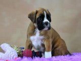 Dynamiques chiots Boxer pedigree FCI disponibles : deux femelles et deux m&acirc;les