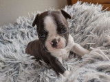 À réserver, chiots Boston Terriers marron et blanc (LOF)