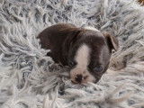 À réserver, chiots Boston Terriers marron et blanc (LOF)