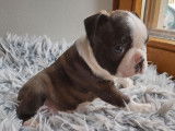 À réserver, chiots Boston Terriers marron et blanc (LOF)