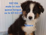Vente de 5 chiots Bergers Australiens (LOF), 4 mâles et 1 femelle